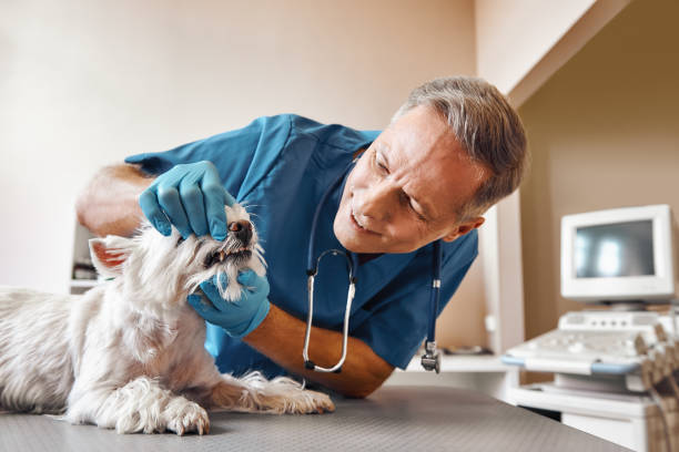 Best Emergency Gum Treatment in Crisfield, MD